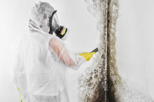 Reliable Sand Springs, OK Mold Remediation Solutions