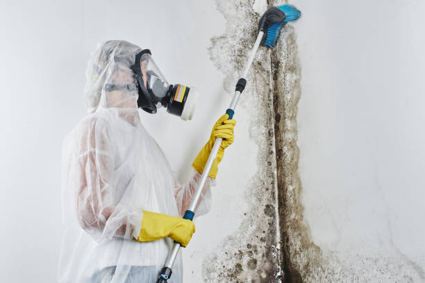 Best Health and Safety Mold Remediation in Sand Springs, OK