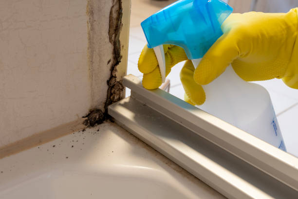 Best Insurance-Related Mold Remediation in Sand Springs, OK