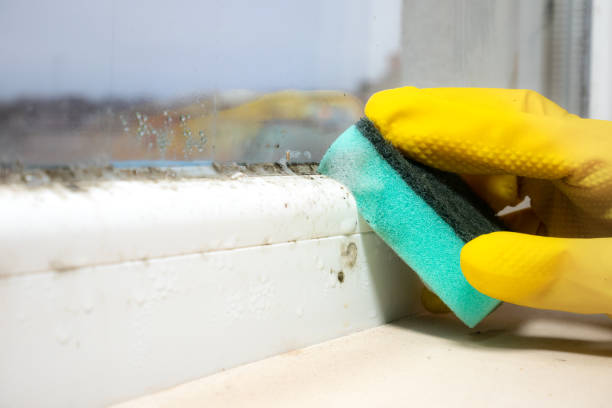 Professional Mold Remediation in Sand Springs, OK