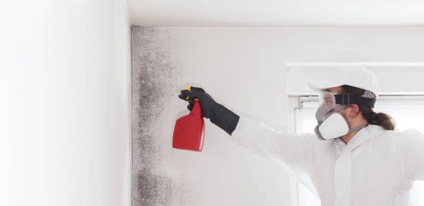 Best Residential Mold Remediation in Sand Springs, OK