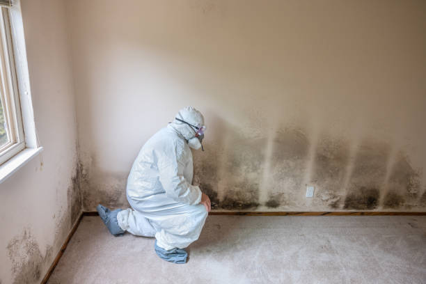 Best Attic Mold Remediation in Sand Springs, OK