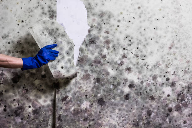 Best Basement Mold Remediation in Sand Springs, OK